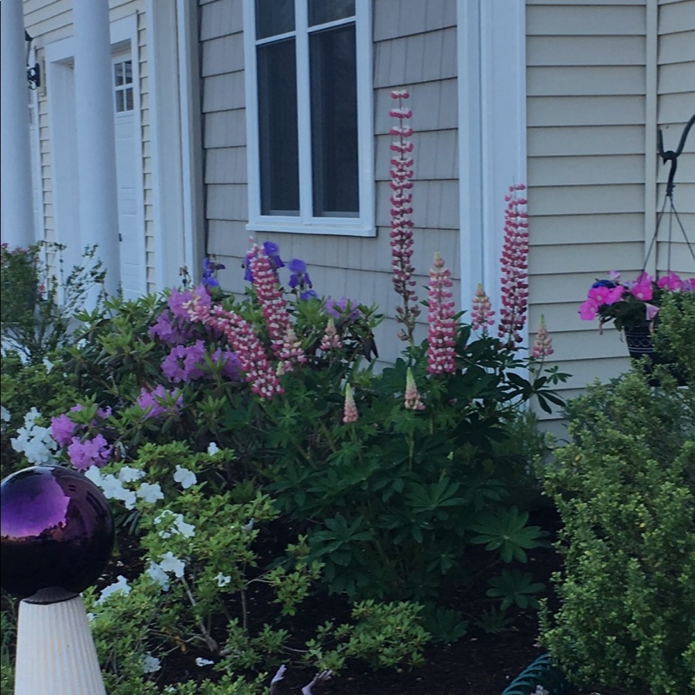 Meet your Posher, Cheryl